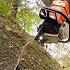 Dangerous Leaning Tree Cutting STIHL Ms 881