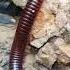 Finger Size Millipede We Call It Bayod In Our Dialect