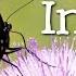 All About Insects For Children Bees Butterflies Ladybugs Ants And Flies For Kids FreeSchool