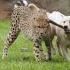 Run Cheetah Run Full Episode Secrets Of The Zoo