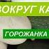 Танцы вокруг кабачков