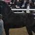 2024 Gordyville Draft Horse Sale Percheron Mare Clips Not Tripcrest Mares