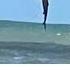 I SAW THE CRAZIEST CATCH EVER FROM FISHING PIER SUBSCRIBE FOR MORE Shorts