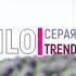 NLO Серая Маркиза Trend Music