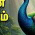 TUESDAY Murugan Suprabatham Murugan Kavasam SPL MURUGAN TAMIL DEVOTIONAL SONGS