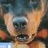 Dog Barking Loud Sound Effects Viralvideo Dog Angrydog Cutepuppy Rottweiler Animals Angrypuppy