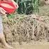 Sowing Rice Seedlings To Prepare For Winter Crop The Whole Family Cooks Together