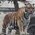 Harimau Siberia Animal Harimau Namadansuarahewan Animalsounds Tiger Siberiantiger Tigerroar