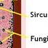 Tongue Anatomy And Histology