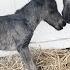 First Baby Princess The Mini Horse