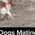 Crazy Dog Mating