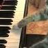 Cat Plays Fur Elise On Piano