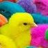 World Cute Chickens Colorful Chickens Rainbows Chickens Cute Ducks Cat Rabbits Cute Animals