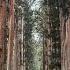 Togakushi Shrine Visiting The Five Shrines And Togakushi Kodo Japan Nagano