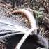 The Superb Lyrebird Imitating An Eastern Whipbird A Kookaburra And Many Other Birds