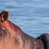 Lake Nakuru Starts Losing Salinity Due To Increased Water Volumes Attracting 35 Hippos