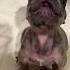 Cute French Bulldog Puppy With A Lot To Say Dog Animals Pets