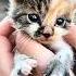 Lost Kitten Wandered The Streets Ignored Clinging To Passersby Afraid Of Being Abandoned Again