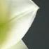 What To Do With Easter Lilies After Easter