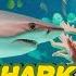 Baby Shark Dance Most Viewed Video Animal Song