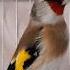 Пение Щегла красавчик Birds птицы Goldfinch Jilguero щегол россия Carduelis Reels Viral