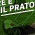 Rinfoltire E Arieggiare Il Prato Giardinaggio Leroy Merlin