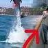 AMAZING GIANT DOLPHINS JUMP IN THE MIDDLE OF THE CITY SURPRISING RESIDENTS Dolphin Amazing