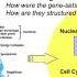 From Genes To Pathways