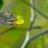 A Chameleons Race Against Time Earth S Tropical Islands BBC Earth