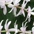 No Thread No Needle How To Tie Jasmine Flowers Without Thread String Jasmine Flowers Easily Mallipoo