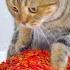 Giving Cats Too Much Food Prank Compilation