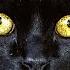 VOUS ALLEZ ADORER LE CHAT NOIR Vive Le Black Cat Friday