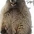 Marmot Screaming Gopher Screams But Famous Phone Ringtones