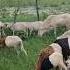 SHEEP FARMING Farming Africa Shorts Livestock