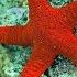 Facts The Sea Star Starfish