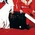 THE WHITE STRIPES BALL AND BISCUIT Elephant 2003 HiDef SOTW 18