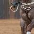 Clinton Anderson Motivating A Slow Moving Horse Downunder Horsemanship