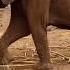 Ex Orphan Mweya S New Baby Mwangaza Sheldrick Trust