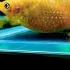 Fish Giving Birth Golden Molly Shorts Aquarium Viral Fishvideo Mollyfish Giving