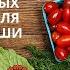 ПИТАНИЕ Три целебных продукта для каждой доши Кому полезен ГЛЮТЕН О рисе фруктах и гхи