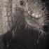 Amazing Armadillo Looks For Love Mammals BBC