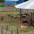 4th Dec 2019 Goat Farming In Philippines