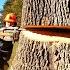 Cutting Down A Huge Ash Tree With No Room To Drop It