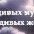 Сура 33 Союзники аль Ахзаб 35 аят Мишари Афаси