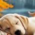 12 Hours Of Dog Calming Music For Dogs Dog Sleep Music Separation Anxiety Relief Music