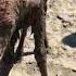 Alberta Man Rescues Moose Calf Stuck In Mud