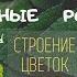 Семейство Крестоцветные и Розоцветные Растения Биология 6 класс Плод листья формулы цветков