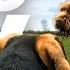 GoPro DogTV Your Dog S 6hr Calming Virtual Journey Through The Woods From His Point Of View