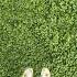 Clover Lawns Trendy Or Worth It Clover Cloverlawn Lawn Landscape Garden Diy Home Yard