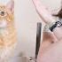 5 Reasons Why You Should NEVER Toilet Train Your Cat